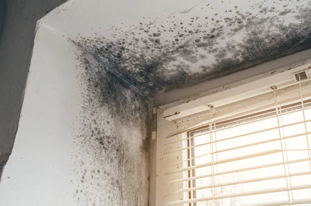 Affordable Mold Removal solutions in Barrington, IL